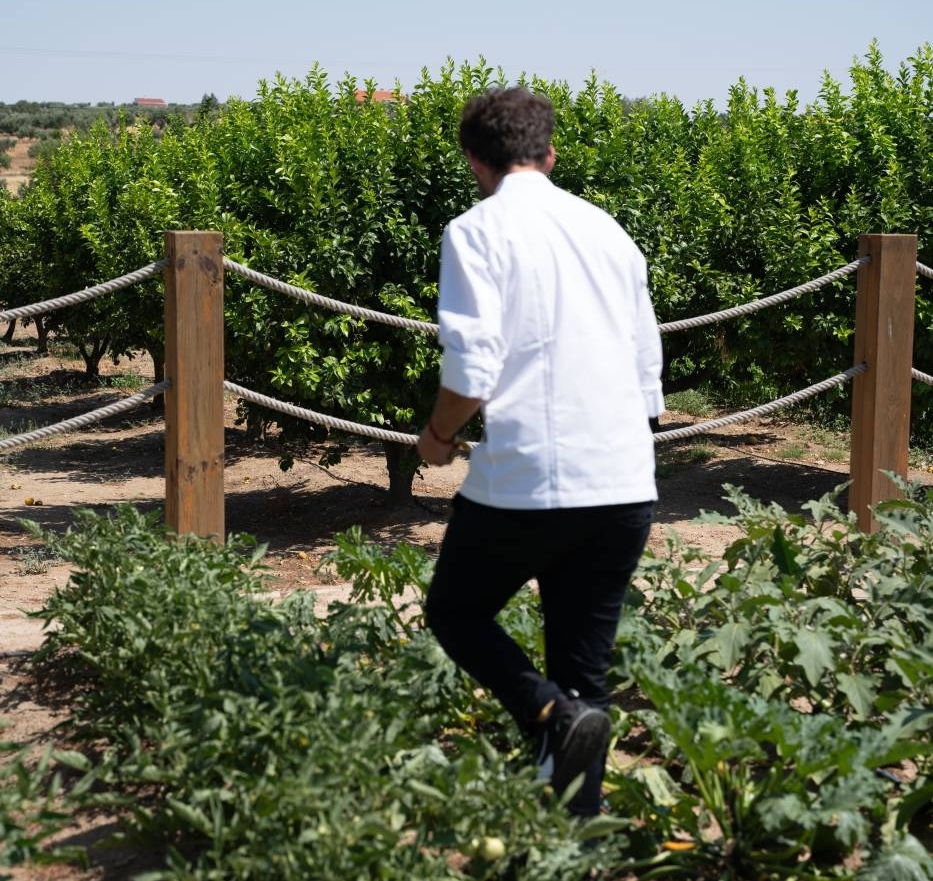 chef buscando productos frescos en su huerto