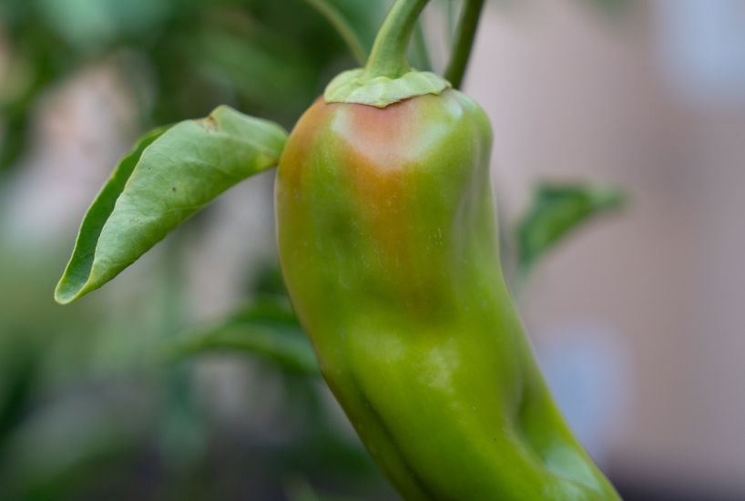 Planta de pimiento